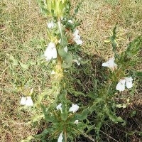 Hygrophila auriculata (Schumach.) Heine